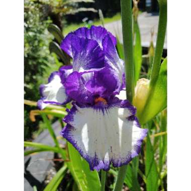 Iris x germanica