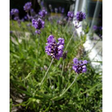 Lavandula angustifolia