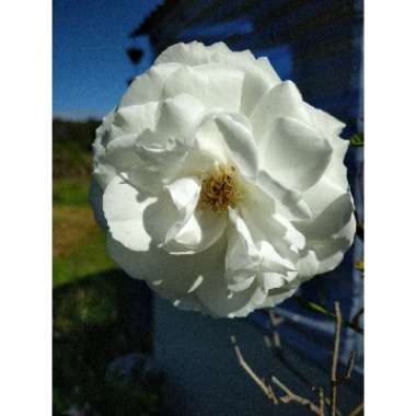 Rosa 'Korbin' syn. Rosa 'Iceberg', Rosa 'Fee des Neiges', Rosa 'Schneewittchen'