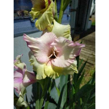 Gladiolus 'Mon Amour'