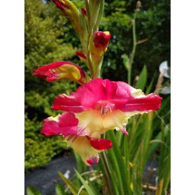 Gladiolus