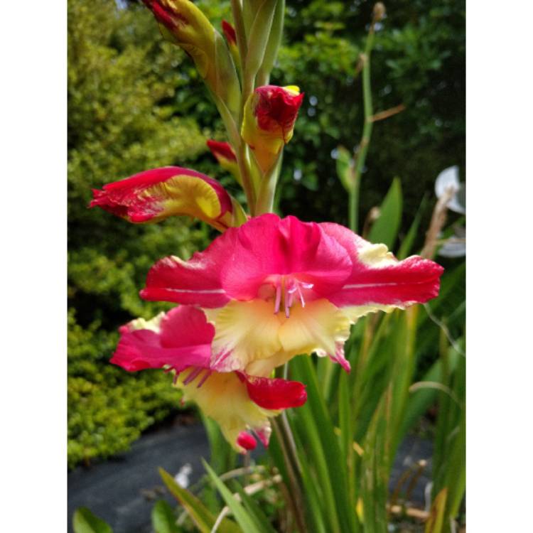 plant image 1552583