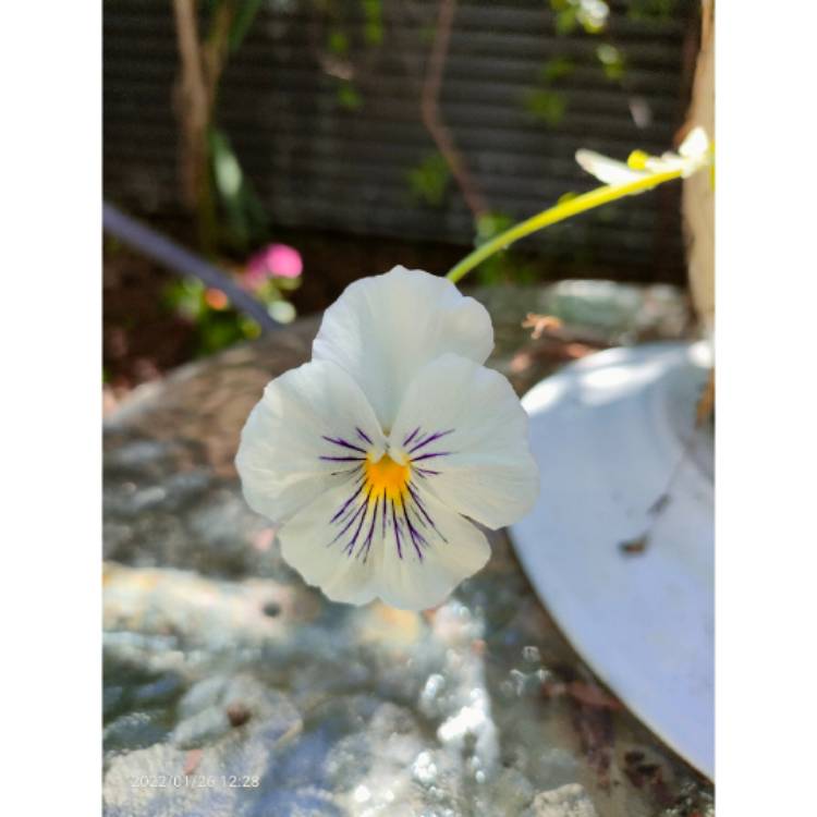 plant image 1558061