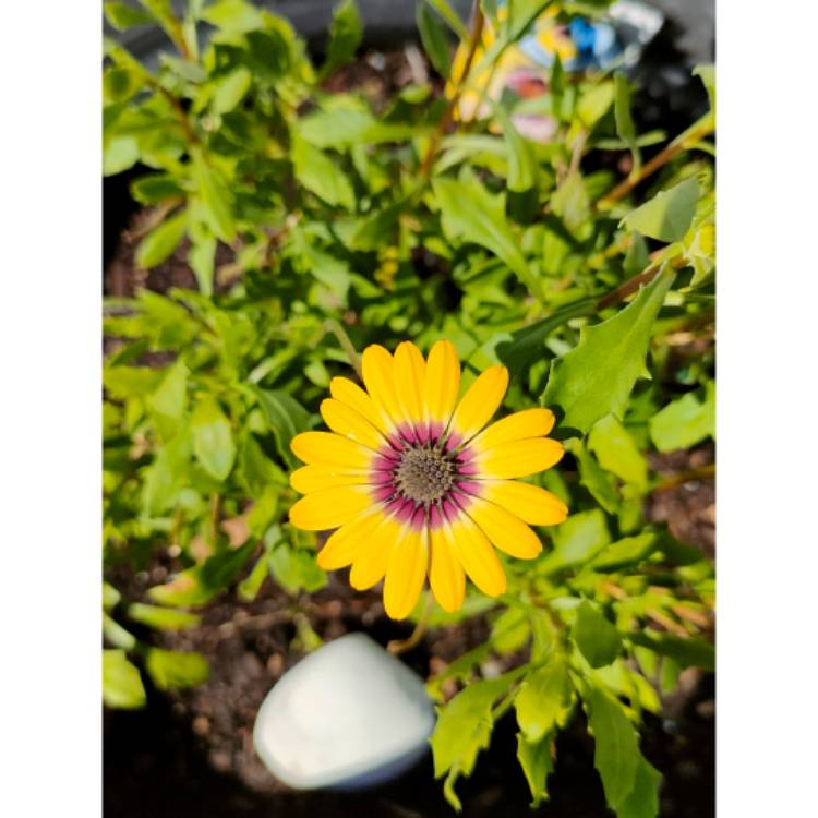 plant image 1562795 plant image 1562795