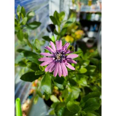 Osteospermum '3D Pink'