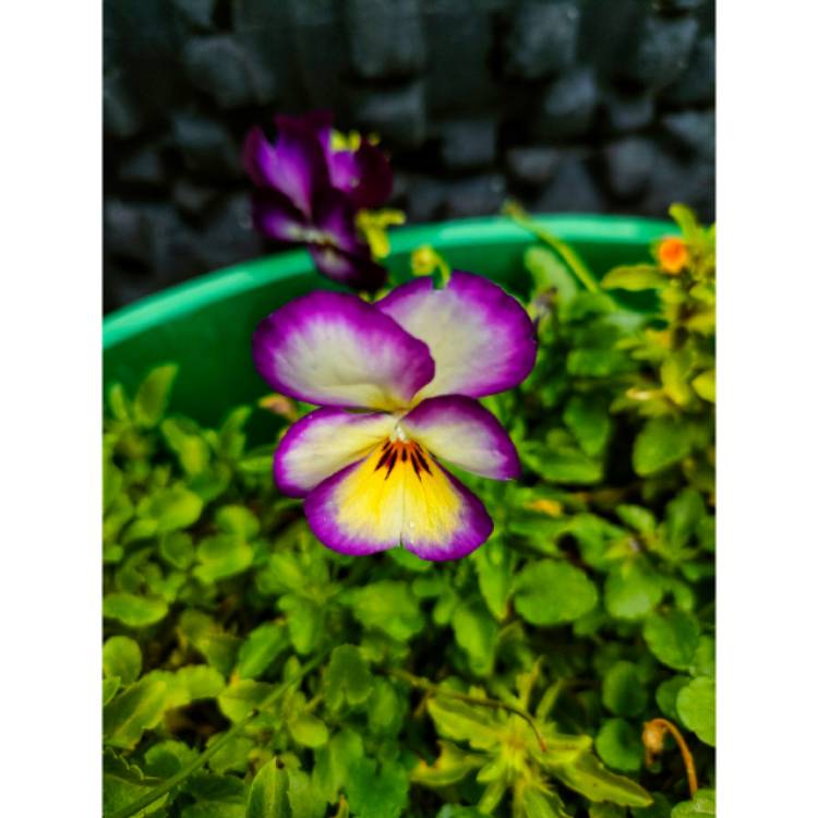 plant image 1590710