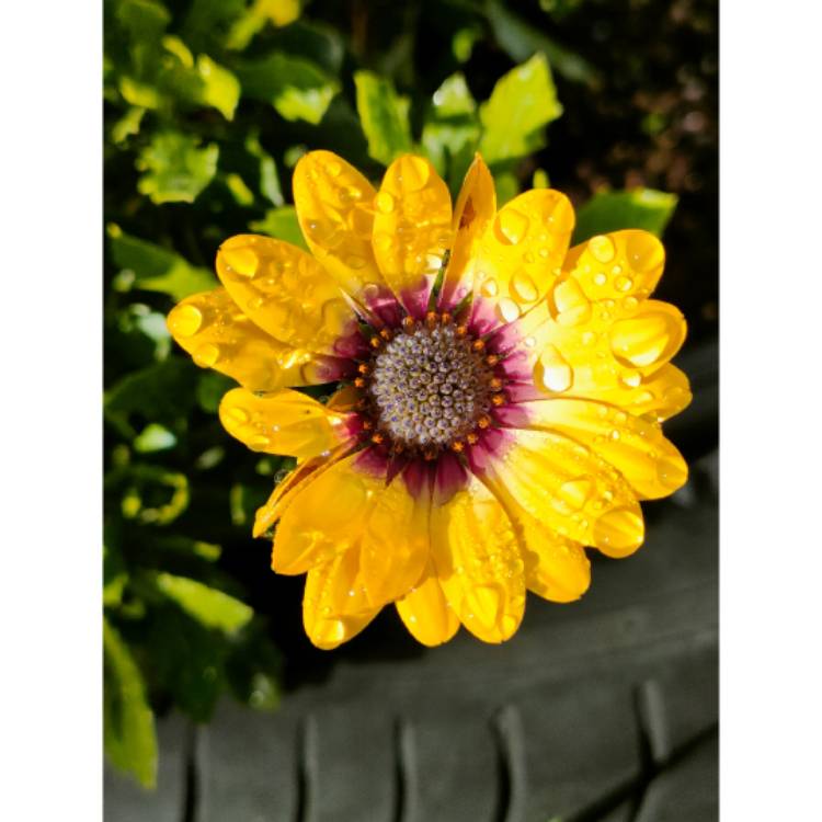 plant image 1593904 plant image 1593904