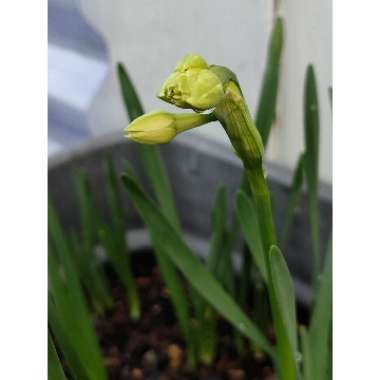 Narcissus 'Erlicheer' syn. Narcissus 'Gaiety'