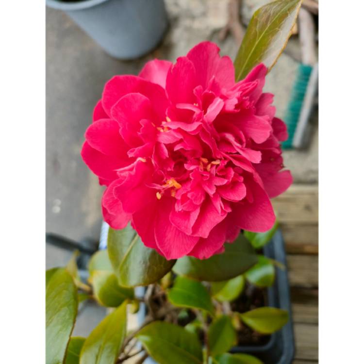 plant image 1608587