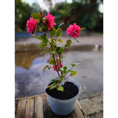Camellia japonica 'Mark Alan'