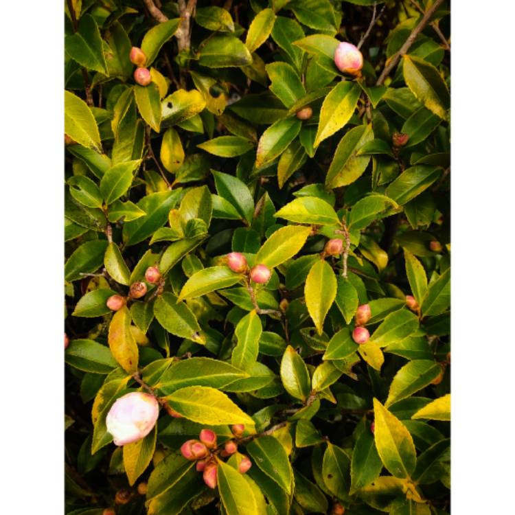plant image 1612418