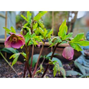 Helleborus