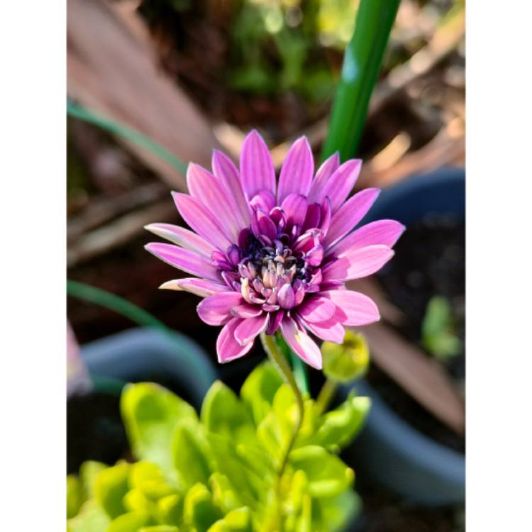 plant image 1616712