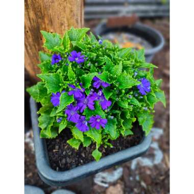Pericallis x hybrida 'Sunsenebabu' (Senetti Series) syn. Pericallis 'Senetti Baby Blue'