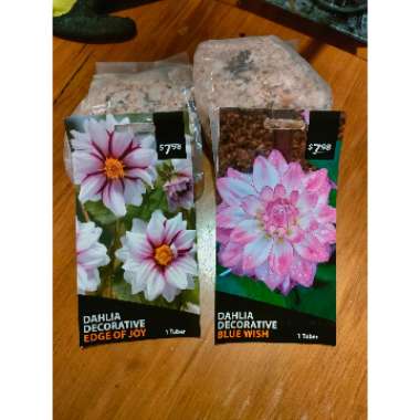 Dahlia (Bedding Varieties)