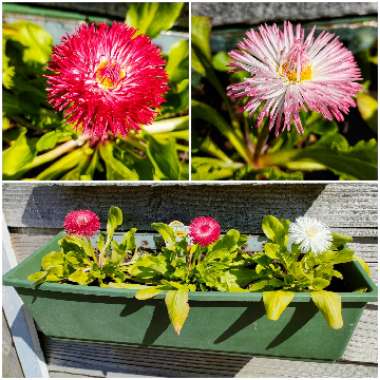 Bellis Perennis