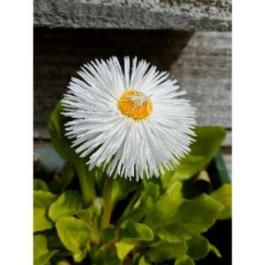 Bellis Perennis