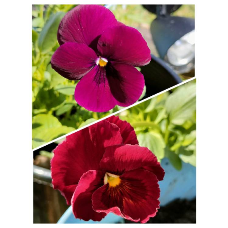plant image 1629970