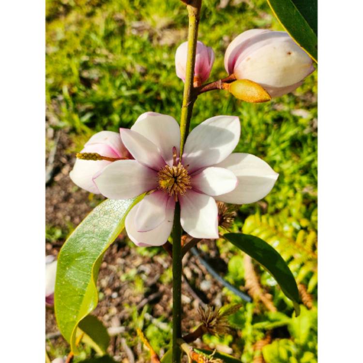 Plant image Michelia 'Fairy Blush' syn. Magnolia 'Fairy Blush'