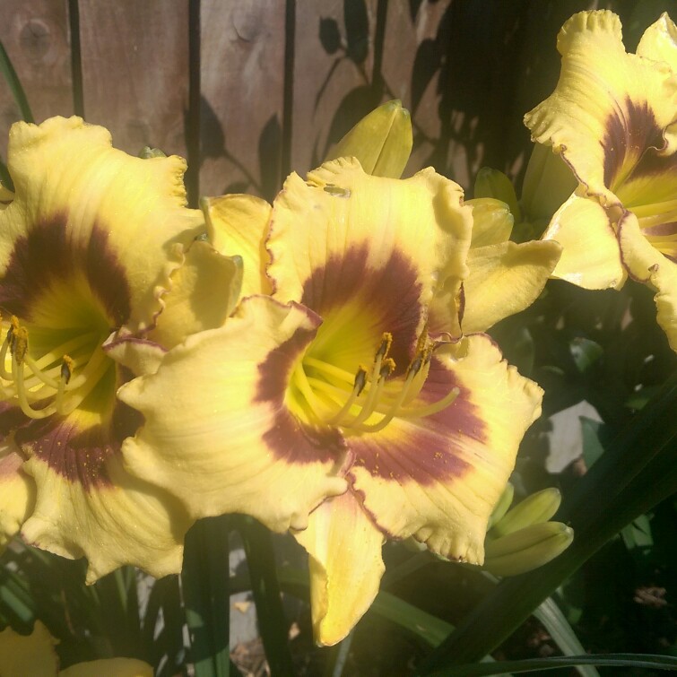 Plant image Hemerocallis 'Blueberry Cream'