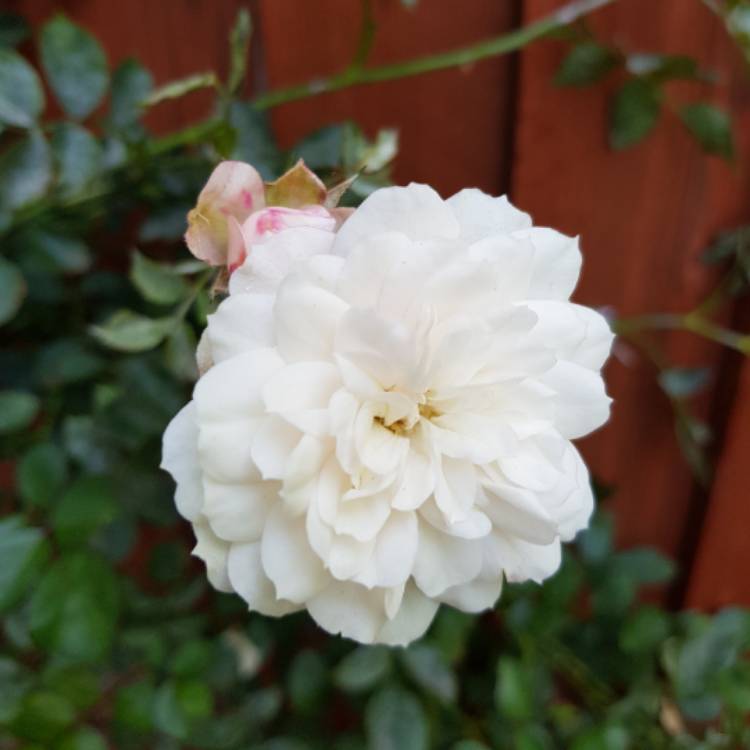 plant image 448540