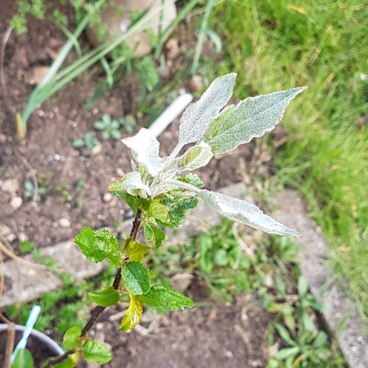 plant image 1001738
