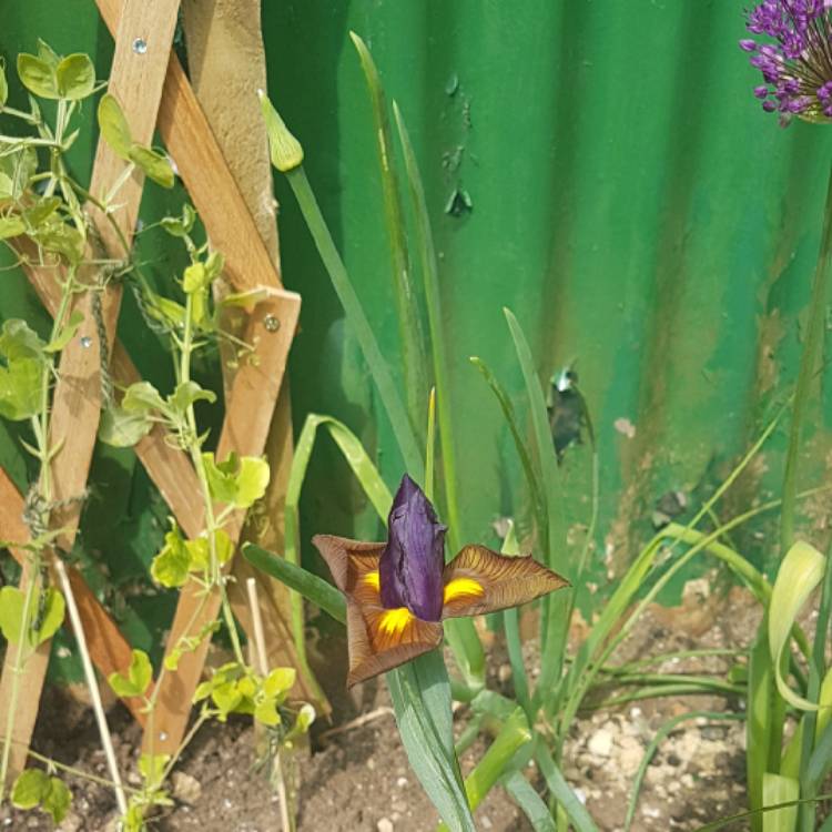 plant image 1055871