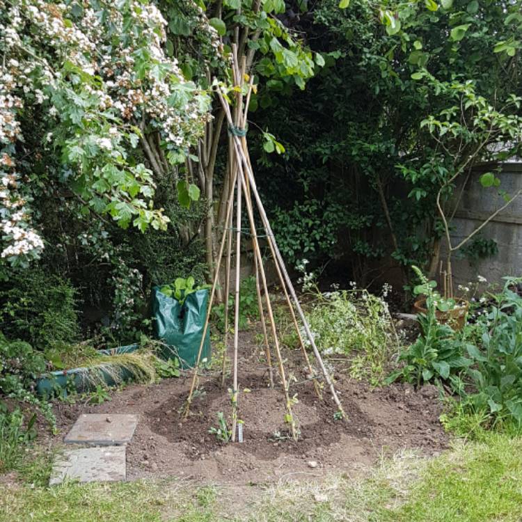 plant image 1057089