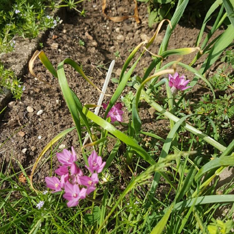 Plant image Allium roseum