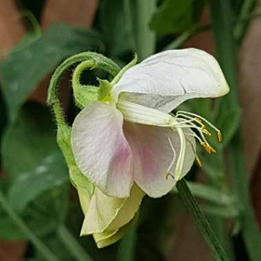Lathyrus odoratus 'Painted Lady'