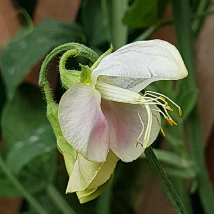 Plant image Lathyrus odoratus 'Painted Lady'