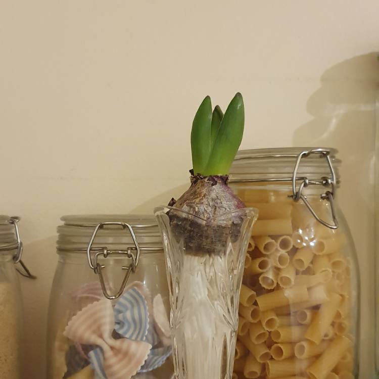 Plant image Hyacinthus orientalis 'Fondant'