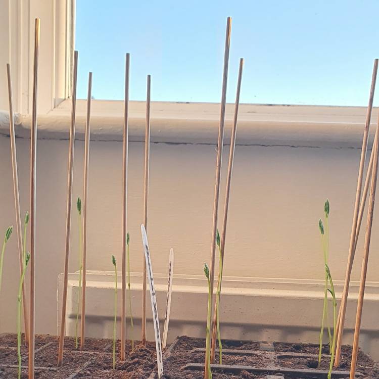 plant image 1256812