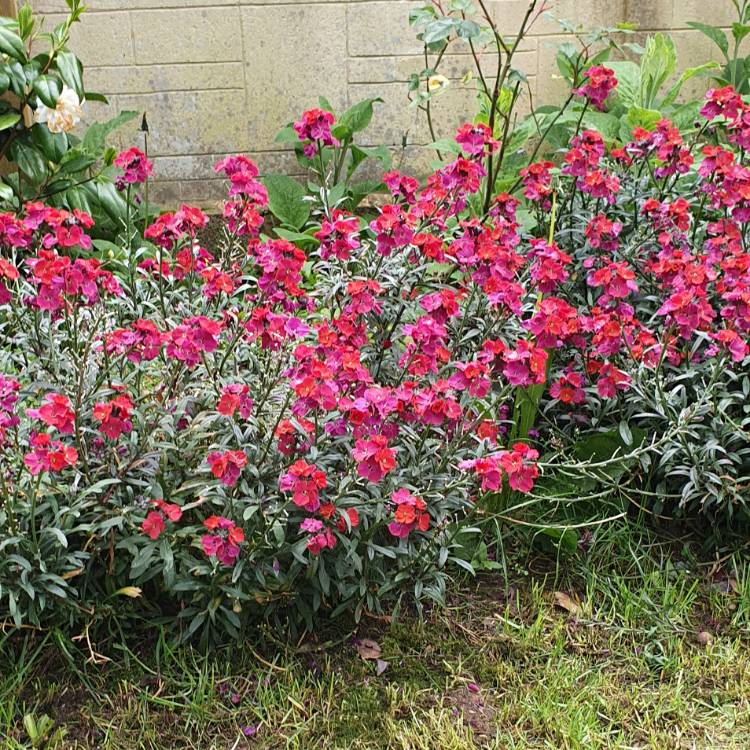 Erysimum 'Red Jep', Wallflower Jep' uploaded by