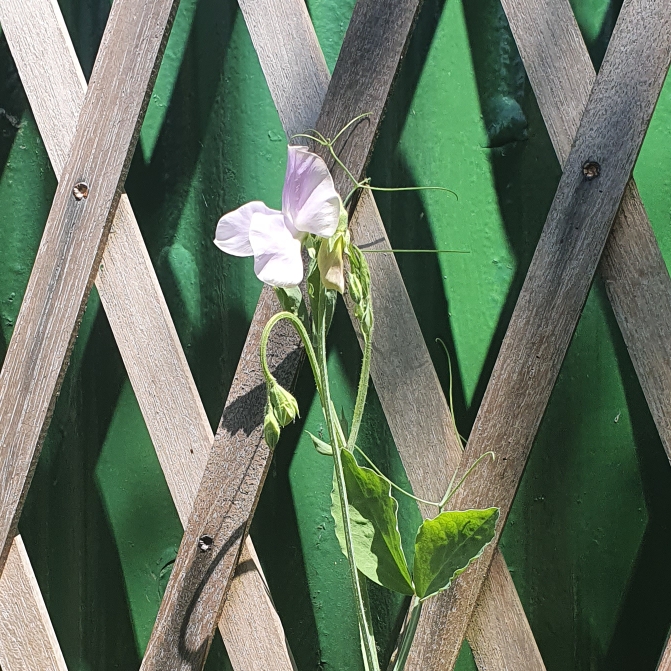 plant image 1317626