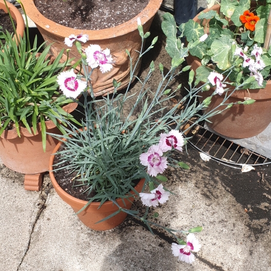 plant image 1330189