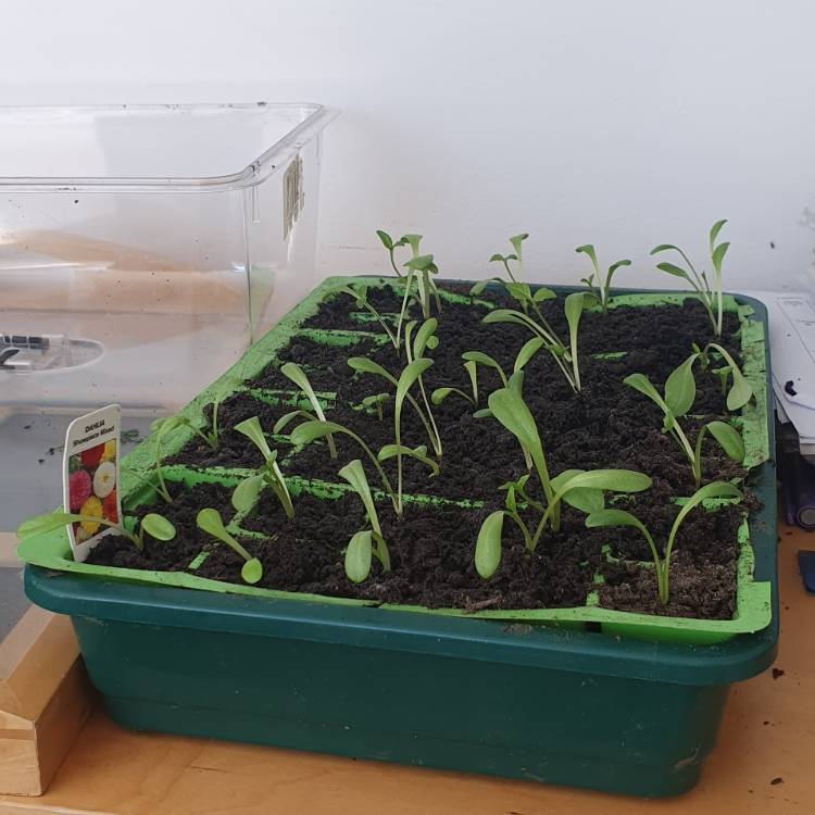 plant image 1464573