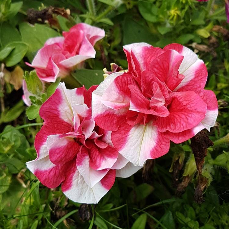 Plant image Petunia 'Tumbelina Cherry Ripple' (Tumbelina Series) syn. Petunia 'Cherry Ripple'