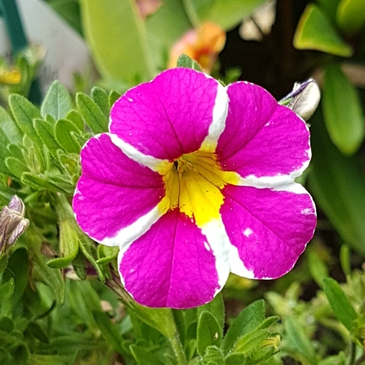 plant image 823676