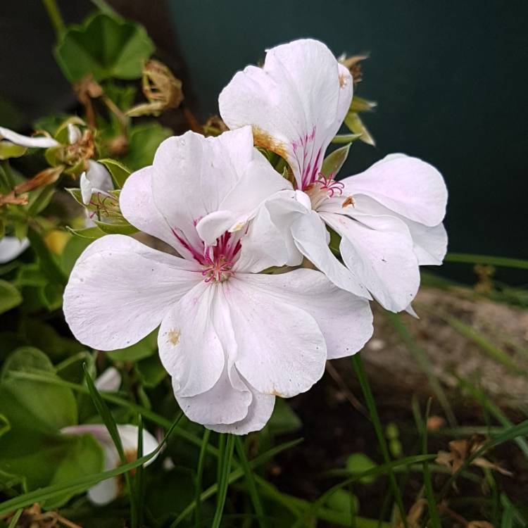 plant image 823677
