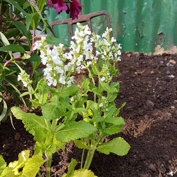 plant image 866516