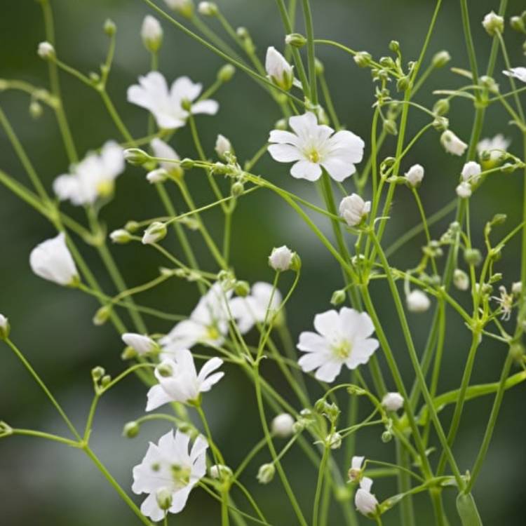 plant image 867403