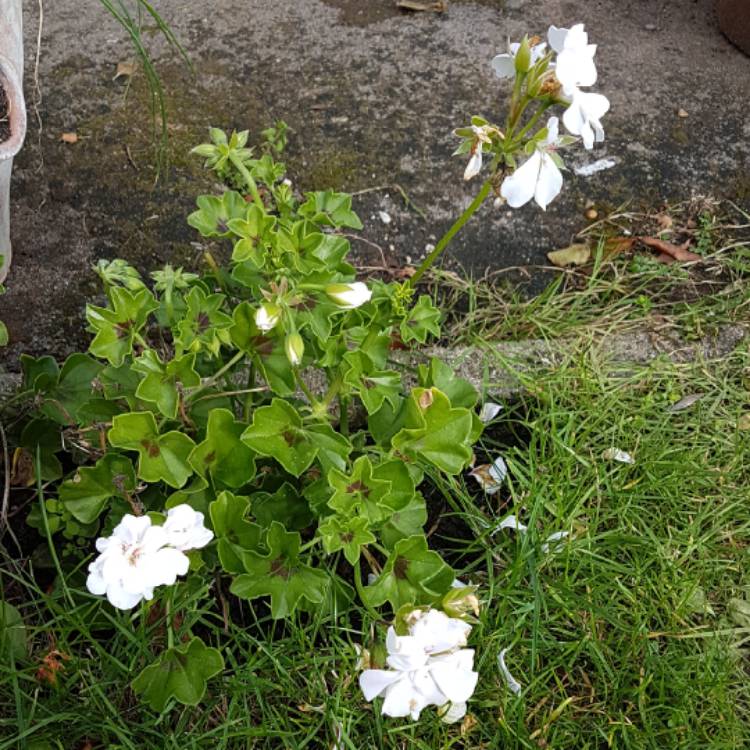 plant image 881658
