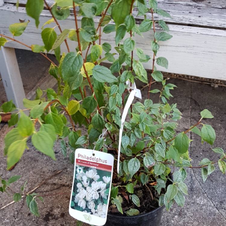 Plant image Philadelphus 'Manteau d'Hermine'