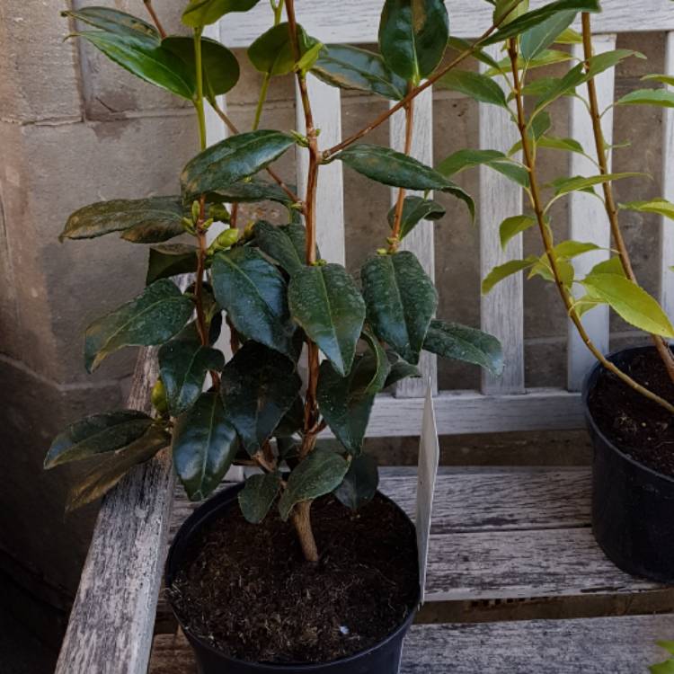plant image 882867 plant image 882867