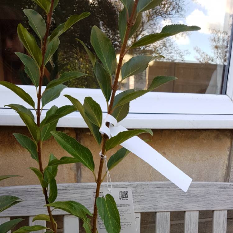 plant image 882870