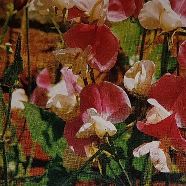 plant image 936294