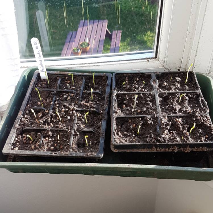 plant image 942316