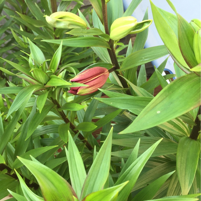 plant image 109634