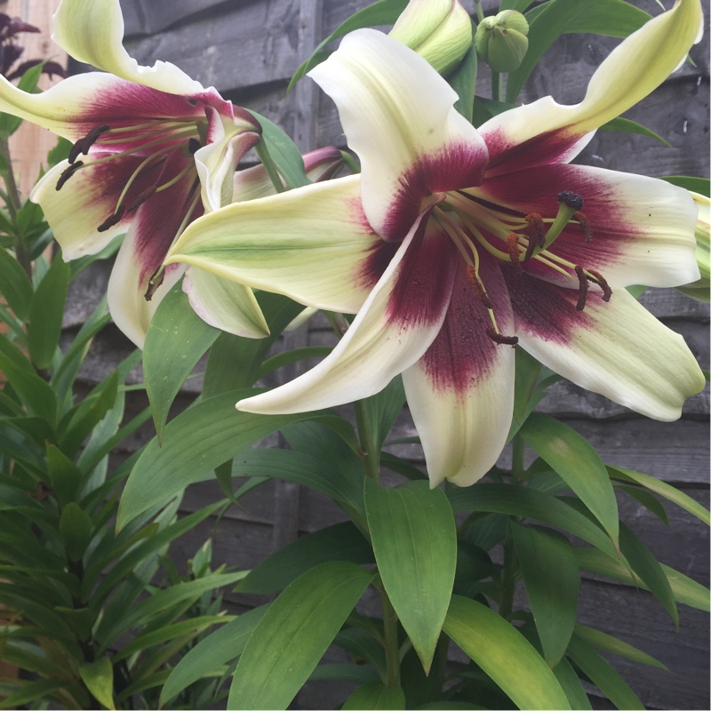 plant image 183293